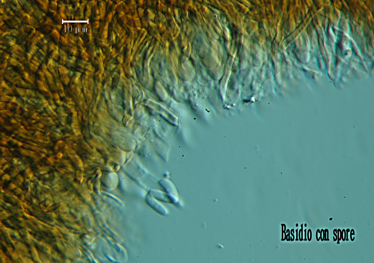 3) Preso su vecchio tronco di Pino il 22.02.2013.